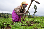 Ziel 2: Hunger beenden (Foto: Neil Palmer/CIAT) Bäuerin