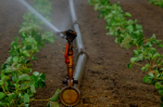 Abwasser als Alternative zur Bewässerung mit Trinkwasser?(Foto: CC0) Bwssrg