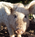 Totgesagte leben länger: Wollschwein (Foto: A. Beck) Woll