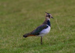 Vögel in der Agrarlandschaft sind bedroht (Foto: CC0) Kiew