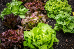 Keine Patente auf Salat (Foto: CC0) Salat