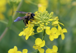 Insekten sind pestizidbelastet (Foto: CC0) Bee
