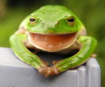 Amphibien vergeht das Lachen (Foto: Yamanaka Tamaki/flickr) Frosch