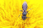 Abwärtstrend bei Wildbienen (Foto: CC0) Wild
