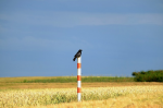Bald allein auf weiter Flur? (Foto: CC0) Vogel