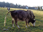 Antibiotikafreier Kuhdung (Foto: A. Beck) Kuh