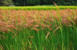 Roter Reis - bald verschwunden? (Foto: CC0) Reis