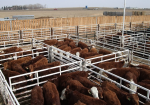 Nutztiere - eine gewaltige Masse (Foto: CC0) Tiere