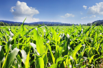 Rund 971.000 Hektar Mais für Biogasanlagen (Foto: CC0) Mais