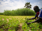 Ist es sinnvoll sein, in ein zwei Hektar zu investieren? (Foto: Abdullah Ampilan/Oxfam) farmOXfam