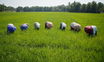 Klimawandel: Indiens Bauern drohen Einbußen (Foto: Mathieu Schoutteten/flickr) Indien