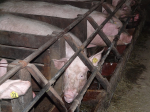 Bessere Haltung statt Antibiotika beugt Krankheiten vor (Foto: CC0) Schwein