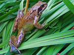 Hat nichts zu lachen: der Grasfrosch auf Deutschlands Feldern (Foto: soni_h/flickr) Frosch