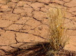 12 Millionen Hektar Land fallen pro Jahr der Wüstenbildung zum Opfer (Foto: arbyreed/flickr) Desertifikation