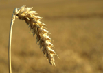 Kein Zusammenhang zwischen Nahrungsmittelknappheit und Bioenergie? Kein Zusammenhang zwischen Nahrungsmittelknappheit und Bioenergie?