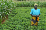 Bäuerin in Malawi. Afrika kann sich laut Weltbank selbst ernäh- ren (Foto: Samson/CIMMYT) BauerMalawi