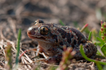 Pestizide: Der Knoblauchkröte stinkt es! (Foto: Thijs Calu/flickr) Kröte