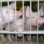 2015: 59,3 Millionen Schweine geschlachtet (Foto: Stefan Schwarz/Pixelio.de) Schwein