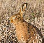 Immer seltenerer Gast auf dem Acker (Foto: Ian/Flickr.com) Hase