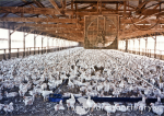 Bessere Haltungsbedingungen, dafür weniger Antibiotika? (Foto: Farm Sanctuary) Huhn
