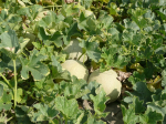 Keine Patente auf Melonen! (Foto: CC0) Melone