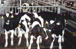 Das Klima und das liebe Vieh (Foto: Compassion in World Farming/Flickr.com) Kalb
