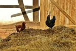 Wohin fließen die GAP-Gelder künftig? (Foto: CC0) Huhn