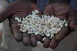 Eine Handvoll Saatgut (Foto: Anne Wangalachi/CIMMYT) Mais2