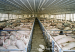 Antibiotika im Schweinstall - oft die Regel statt die Ausnahme (Foto: Farm Sanctuary/flickr) Schwein