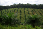 Die Abholzung von Wäldern für Ölpalmplantagen verursacht neue Emissionen (Foto: CIFOR) Rodung für Ölpalmplantagen