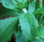 Begehrte Stevia-Pflanze (Foto: tJj hebam 3000/Flickr.com) Stevia
