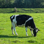 Gras statt Kraftfutter (Foto: Wouter de Bruijn/Flickr.com) Cow