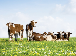 Is(s)t die Ökokuh klimafreund- licher? (Foto: USDAgov/flickr) Cow