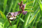 Wildbiene bei der Bestäubung (Foto: Universität Göttingen) Bienchen