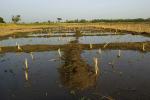 Bewässerte Felder in Nigeria (Foto: Arne Hoel/Weltbank) Bewässerte Felder in Nigeria