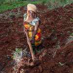 Terrassen helfen gegen Erosion (Foto: Georgina Smith/CIAT) Boden
