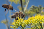 Fleißige Bienen bei der Arbeit (Foto: Jack Wolf/flickr.com, http://bit.ly/1VUQfBx, https://creativecommons.org/licenses/by-nd/2.0/) Biene