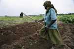 FAO: “Der Erwerb bereits ge- nutzten Landes zur Schaffung neuer Großbetriebe ist zu ver- meiden” (Foto: Africa Renewal) FAO: “Der Erwerb bereits genutzten Landes um neue, großer Betriebe zu schaffen ist zu vermeiden”