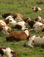 Bio - Gut für die Tiere, gut für die Wirtschaft! Bio - Gut für die Tiere, gut für die Wirtschaft!