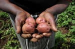 Ein GFP-Projekt will die Kartoffel nach Kenia bringen (Foto: Neil Palmer/CIAT) Kartoffel