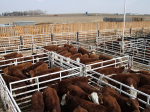 Viel Vieh auf wenig Raum (Foto: Cattle pens, RT Peat, bit.ly/RTpeat, bit.ly/2CCBYNCND20) Rinder