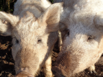 Wollschwein: Bedroht, aber wieder im Kommen (Foto: Angelika Beck) Wollschwein