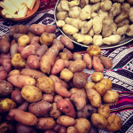 Kartoffelvielfalt aus den Anden (Foto: Luigi Guarino/flickr) Kartoffel