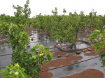 Jatropha-Plantage (Foto: Forest and Kim Starr/flickr) Jatropha