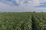 Soja in Reih und Glied (Foto: United Soybean Board, https://bit.ly/3TzlpzR, https://creativecommons.org/licenses/by/2.0/) Soy