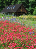 Wie können landwirtschaftliche Dienste für die Umwelt am besten honoriert werden? (Foto: Volker Gehrmann) Blumenwiese