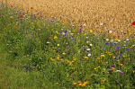 Die GAP muss Biodiversität fördern (Foto: CC0, KRiemer) Feld