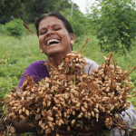 Sozialprogramme können Kleinbäuerinnen unterstützen (Foto: ICRISAT/Flickr.com) Kleinbäuerin