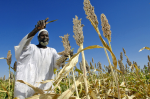 Agrarinvestitionen in Afrika: oft profitieren nicht die Kleinbauern (Foto: Africa Renewal/flickr) Agrarinvestitionen in Afrika: