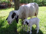 Brillenschaf: Muttertier mit wenige Tage altem Lamm (Foto: Mostpatiently, bit.ly/by-sa30) Brillenschaft